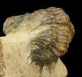 Bargain Crotalocephalina Trilobite #43495-4